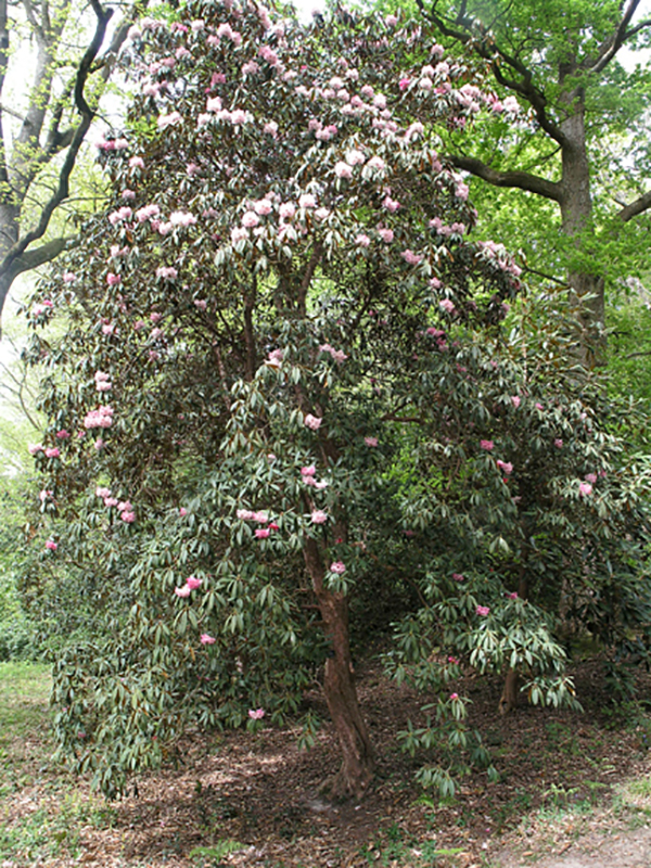 Rhododendron arboreum subsp. arboreum, form. 